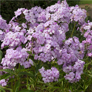 Phlox paniculata Fashionably Early Princess