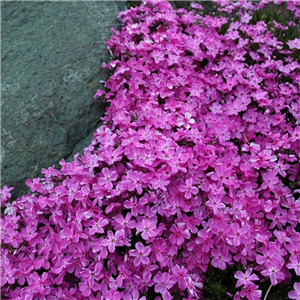 Phlox douglasii Georg Arends