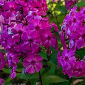 Phlox paniculata Ka-pow Lavendar