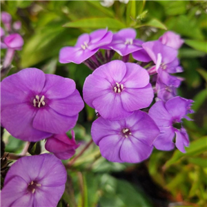 Phlox paniculata Super Ka-Pow Lavendar