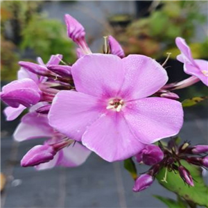 Phlox maculata Rosalinde