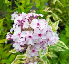 Phlox paniculata Norah Leigh