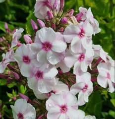 Phlox paniculata Ka-pow Cherry Cream