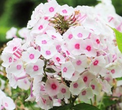 Phlox paniculata Ka-pow Cherry Cream