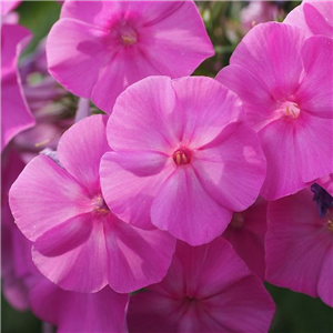 Phlox paniculata Ka-Pow Pink