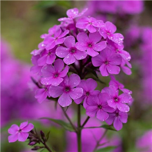 Phlox paniculata Ka-pow Purple