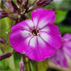 Phlox paniculata Laura