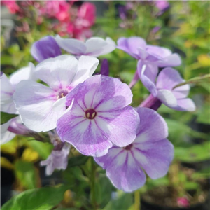 Phlox paniculata Younique Old Blue