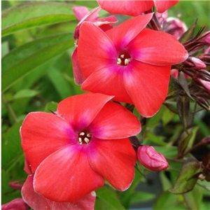 Phlox paniculata Prince of Orange