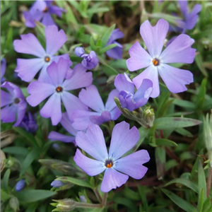 Phlox douglasii Purple Pinwheel