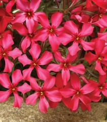 Phlox subulata Scarlet Flame