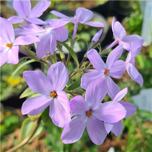 Phlox stolonifera Blue Ridge