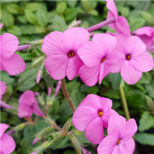 Phlox stolonifera Pink Ridge