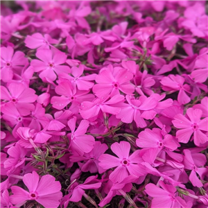 Phlox subulata McDaniels Cushion