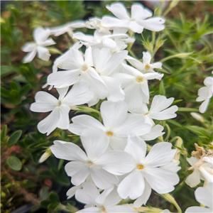 Phlox subulata White Delight