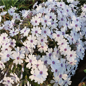 Phlox subulata Bavaria