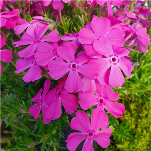 Phlox subulata McDaniels Cushion