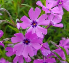 Phlox subulata Purple Beauty