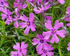 Phlox subulata Purple Beauty