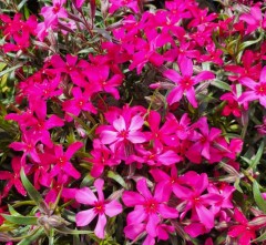 Phlox subulata Scarlet Flame