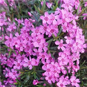 Phlox subulata Zwergenteppich