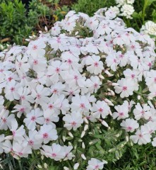 Phlox subulata Amazing Grace