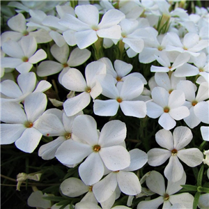 Phlox paniculata Super Ka-Pow White