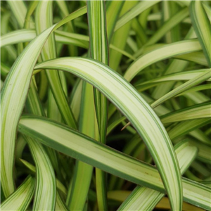 Phormium Blondie