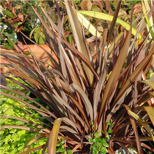 Phormium Bronze Baby