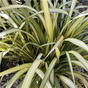 Phormium Cream Delight