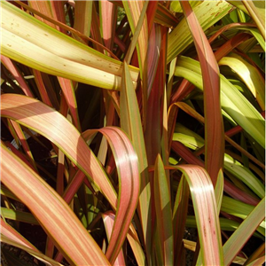 Phormium Flamingo