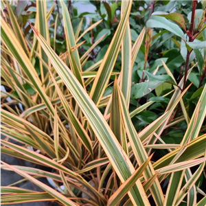 Phormium Golden Ray