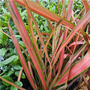 Phormium Jester