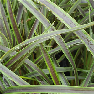 Phormium Liquorice and Lime