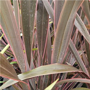 Phormium Pink Stripe