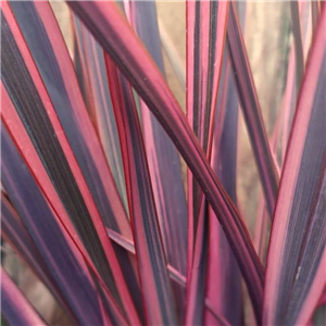 Phormium Rainbow Queen