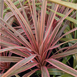 Cordyline australis Southern Splendour