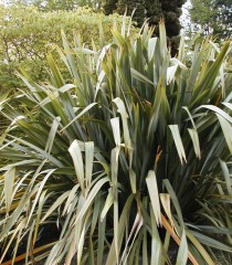 Phormium tenax