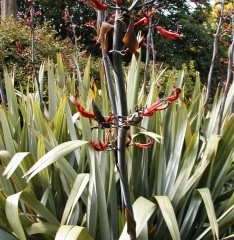 Phormium tenax