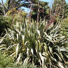 Phormium tenax