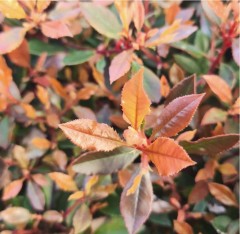 Photinia fraseri Chico