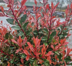 Photinia fraseri Chico