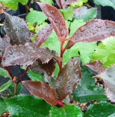 Photinia fraseri Magical Volcano