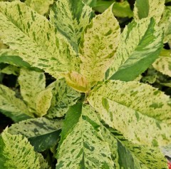 Photinia serratifolia Pink Crispy