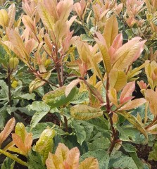 Photinia serratifolia Pink Crispy