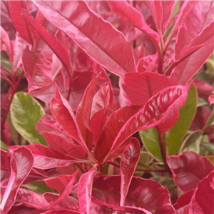 Photinia fraseri Pink Marble