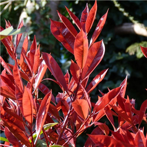 Photinia fraseri Red Light