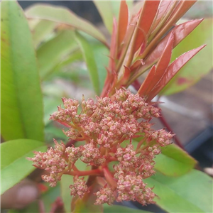 Photinia x Stransvaesia Red Start