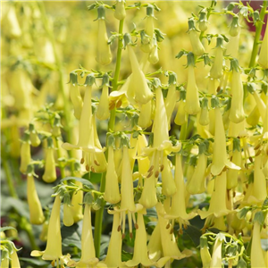 Phygelius Colorburst Yellow