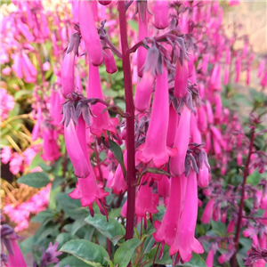 Phygelius Colorburst Rose